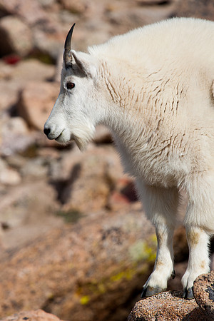 Mount Evans (14,265 feet)