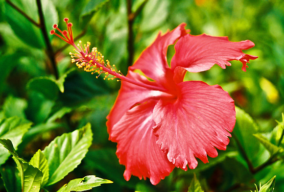 Flower