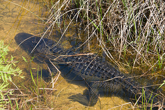 Everglades National Park
