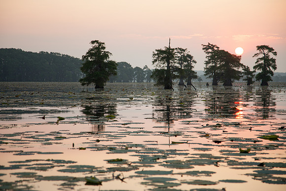 Caddo Lake