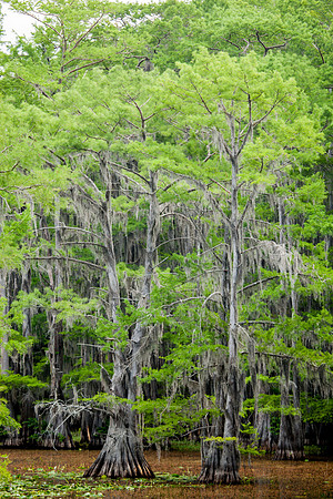 Caddo Lake