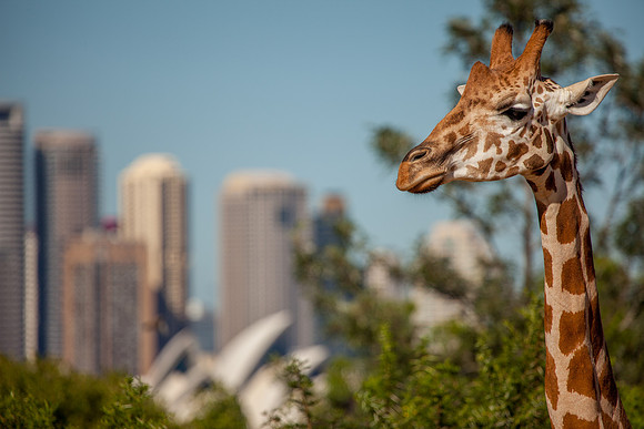 Giraffe, Sydney Zoo