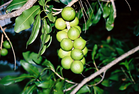 Macadamia Nuts