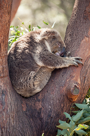 Koala, Sydney Zoo