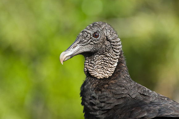 Everglades National Park