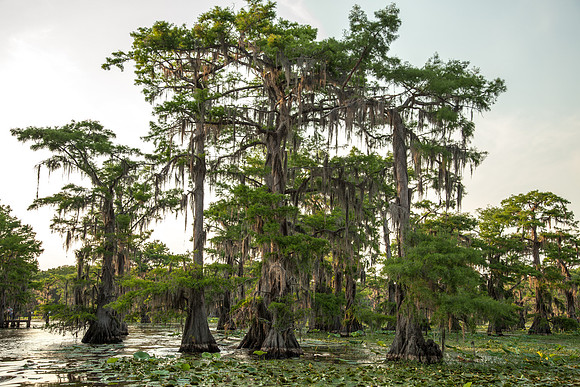Caddo Lake