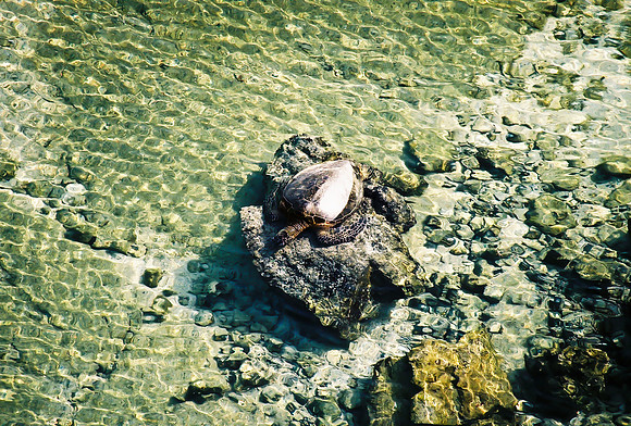 Turtle