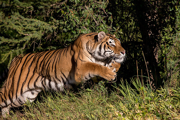 Tiger, Triple "D" Game Farm, Kalispell, Montana