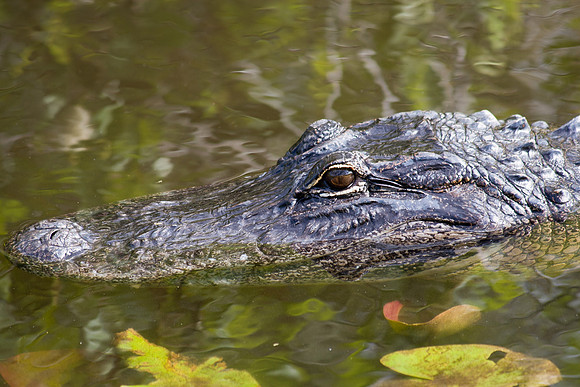 Everglades National Park