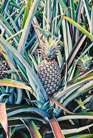 Pineapple