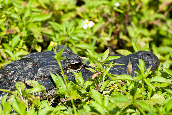 Everglades National Park