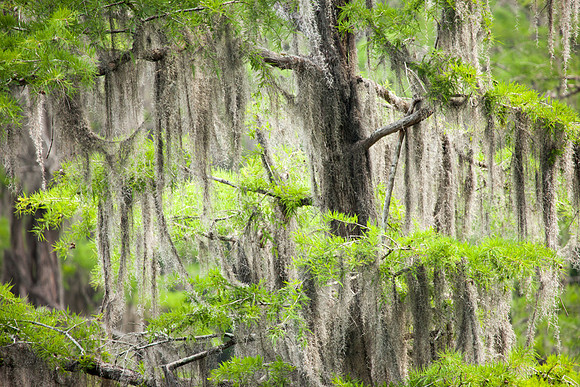 Caddo Lake