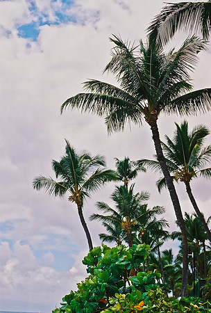 Trees