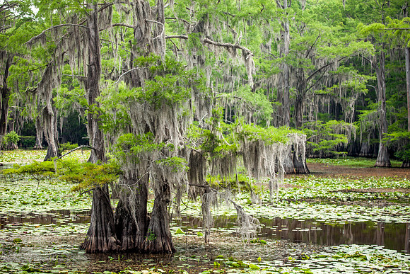 Caddo Lake