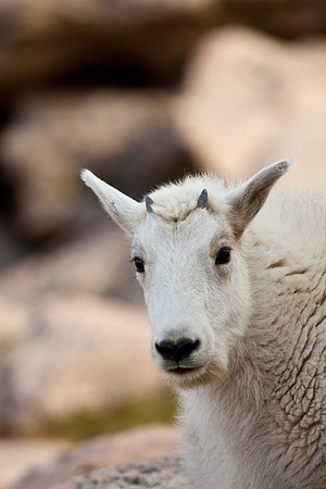 Mount Evans (14,265 feet)