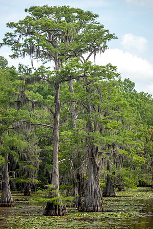 Caddo Lake