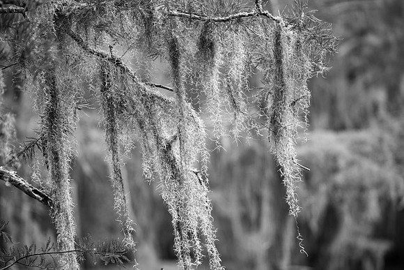 Caddo Lake