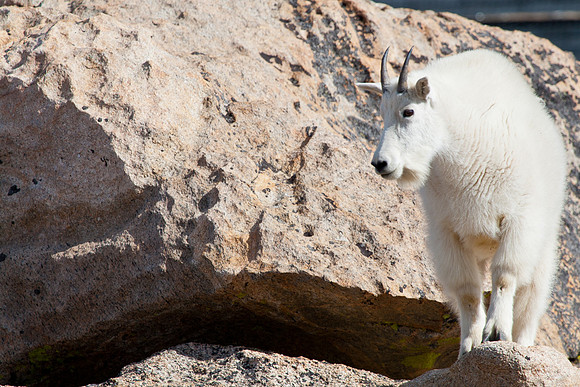 Mount Evans (14,265 feet)