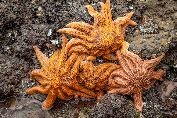 Starfish Colony, Motukiekie Beach, West Coast near Greymouth