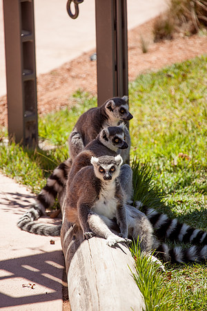 Ring-Tailed Lemur, Sydney Zoo