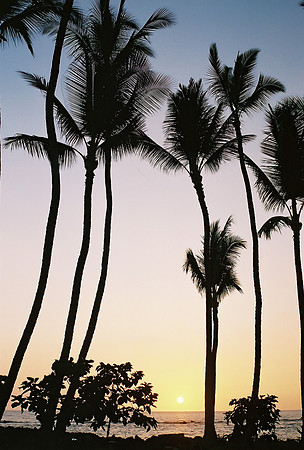 Trees
